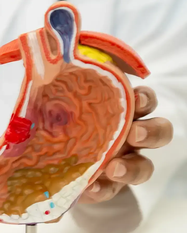 a doctor is holding a model of the human body