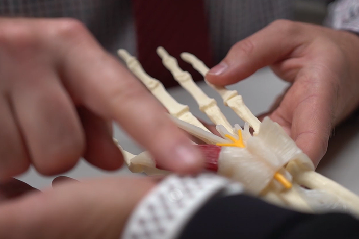 surgeon-comparing-hand-to-anatomy-model